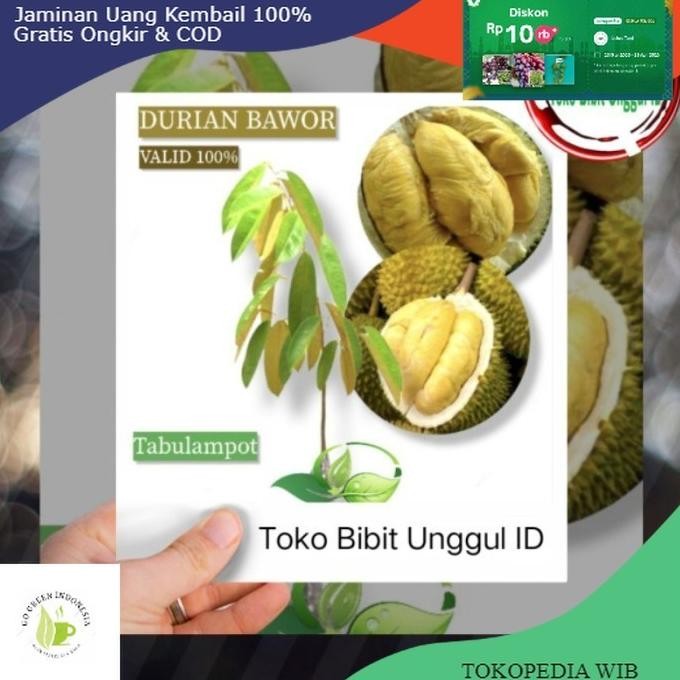 

Terlaris Bibit Durian Bawor Okulasi Sambung Valid 100% Unggul