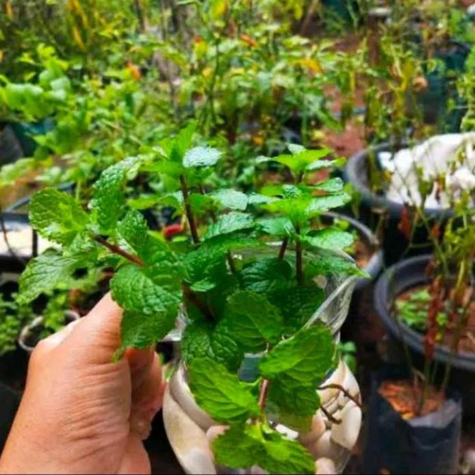 

Terlaris Bibit Tanaman Herbal Daun Oregano - Bibit Daun Mint