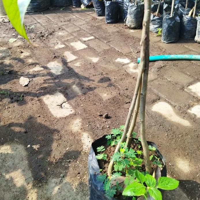 

Terlaris Bibit Durian Duti Hitam Kaki 3 Seling