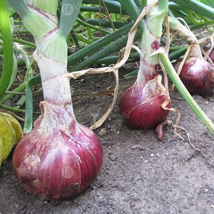 

Terlaris Kwalitas Terjamin- Isi 50 Biji Benih Bawang Merah Bibit Sayuran