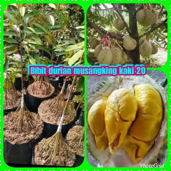 

Terlaris Bibit Durian Musangking Kaki 20 Feritas Unggul