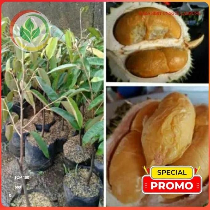 

Terlaris (Media Full)...Bibit Durian Duri Hitam/Ochee. Asli Tanaman Okulasi Cepat Berbuah Lebat...