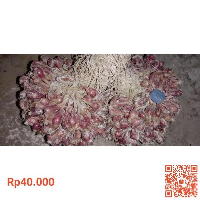 

Terlaris Benih Bibit Tanaman Bawang Merah Varietas Unggul Bauji Bauci Manjung Umur 2 Minggu Original Petani Hasil Tarangan Sendiri