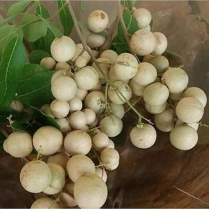 

Terlaris Bibit Kelengkeng Aroma Durian
