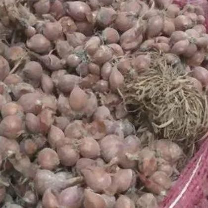

Terlaris Bibit Bawang Merah Siap Tumbuh Grade A