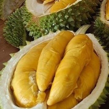 

Terlaris Promo Bibit Super Durian Musangking Okulasi Cepat Berbuah Tinggi 50Cm