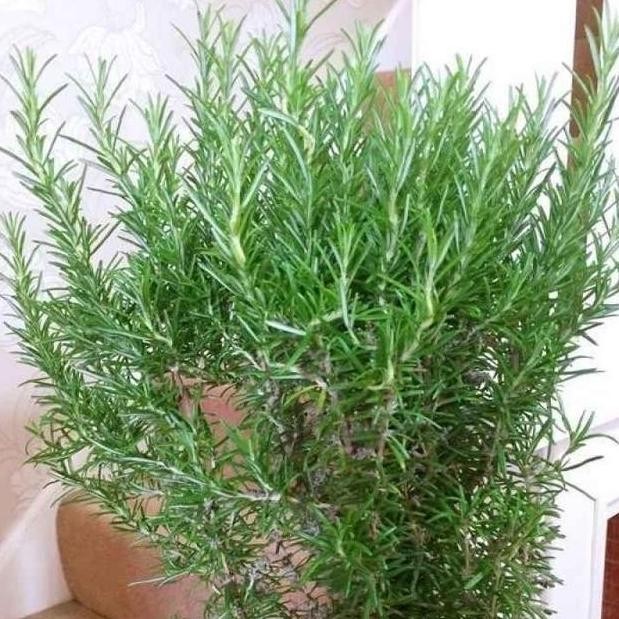 

Terlaris Ready Murah Bibit Unggul Bunga Rosemary Dekorasi|Benih Bunga Rosemary