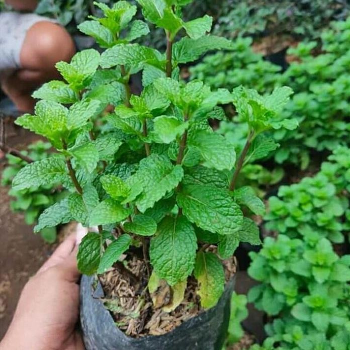 

Terlaris Promo!! Paket 5 Bibit Tanaman Daun Mint | Rimbun | Tanaman Daun Mint