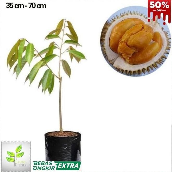 

Terlaris Bibit Durian Duri Hitam - Tan Buah Durian Viral