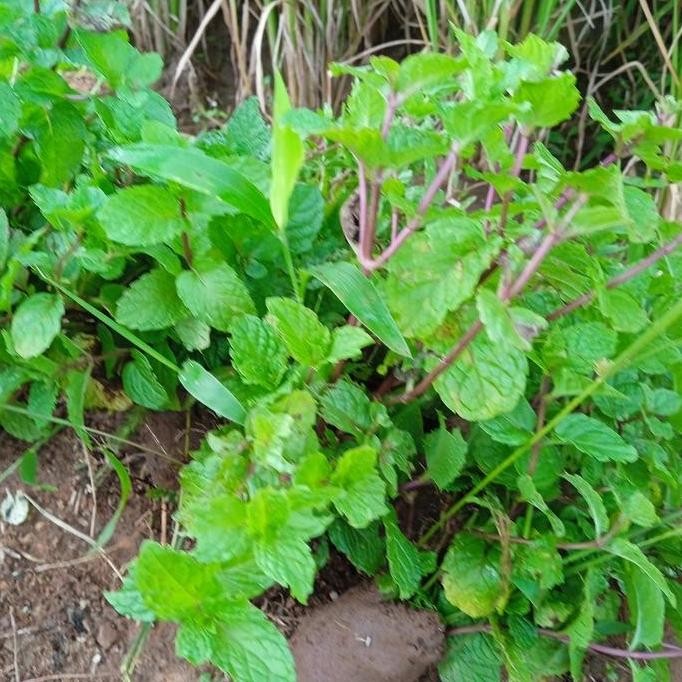 

Terlaris Bibit Daun Mint Hidup