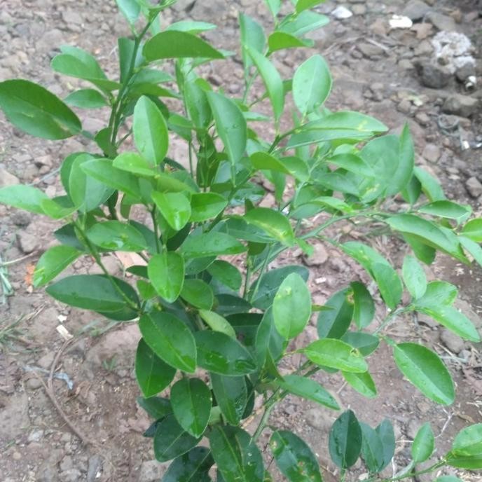 

Terlaris Bibit Tanaman Buah Jeruk Nipis Pohon Buah Jeruk Nipis Dd90