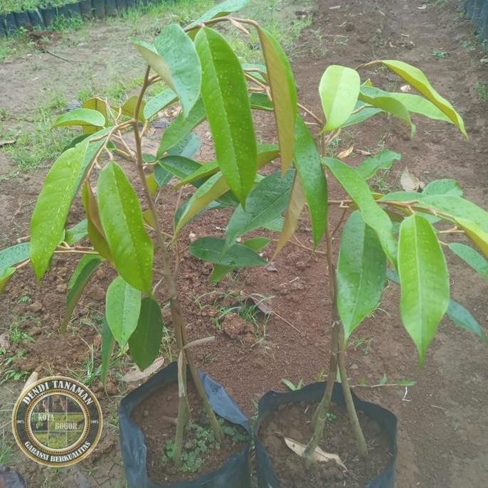 

Terlaris Bibit Pohon Durian Montong Kaki 3 / Tanaman Buah Durian
