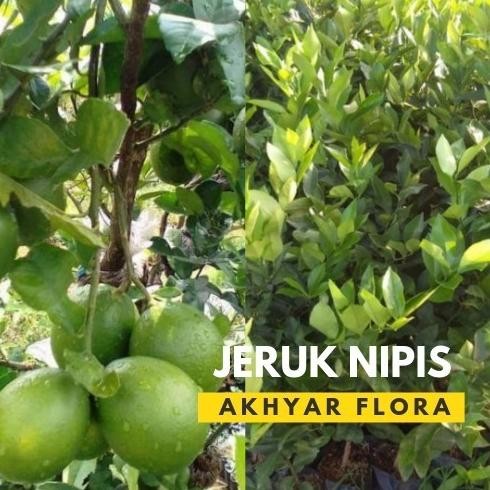 

Terlaris Bibit Jeruk Nipis Pohon Jeruk Nipis Tanaman Jeruk Nipis Cccc