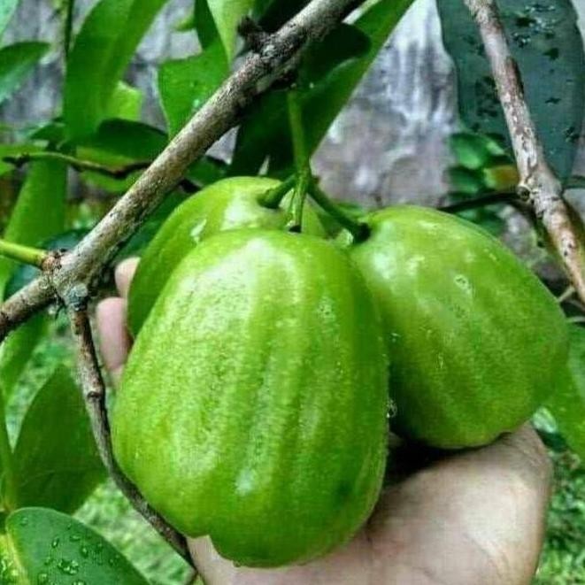 

Terlaris Bibit Buah Jambu Madu Deli Hijau Jambu Air Super Manis