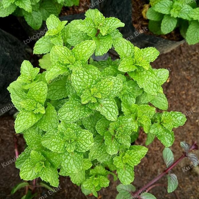 

Terlaris Bibit Tanaman Daun Mint Herbal