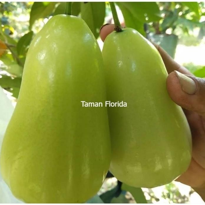 

Terlaris Bibit Tanaman Buah Jambu Air Hijau Taiwan Super Varietas Unggulan