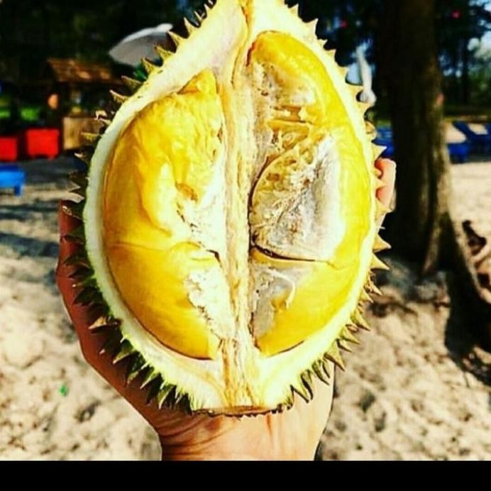

Terlaris Bibit Durian Bawor Super Manis (Buah Tebal)