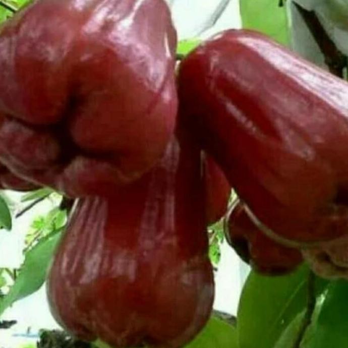

Terlaris Bibit Pohon Jambu Citra