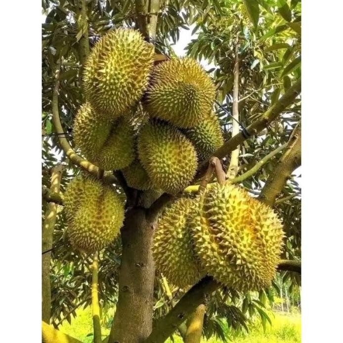 

Terlaris Bibit Durian Musangking Bis Berbuah Di Dalam Pot