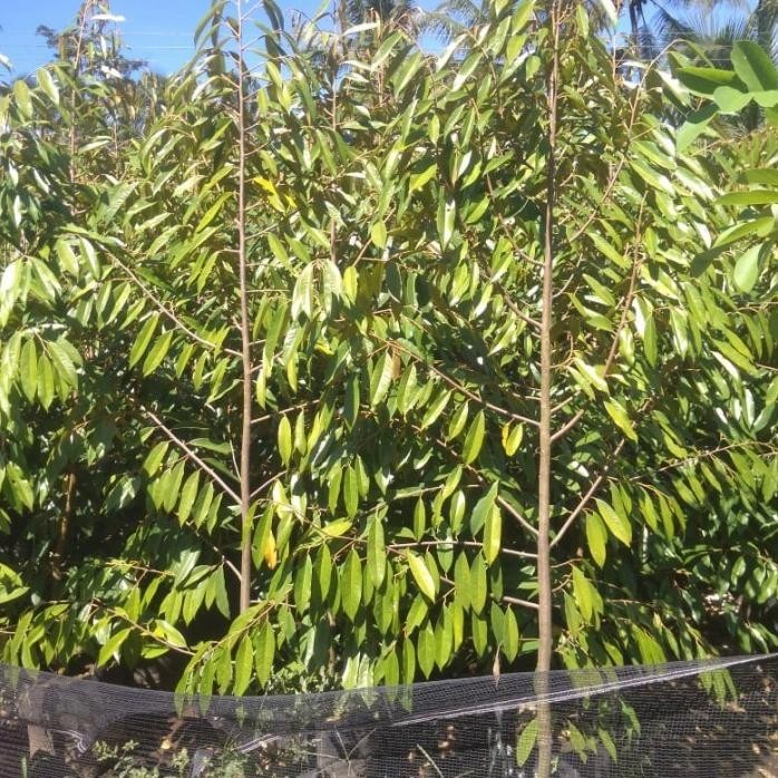 

Terlaris Bibit Durian Duren Buah Pohon Bawor Dll Tinggi 1.5M-2M Nego Fres