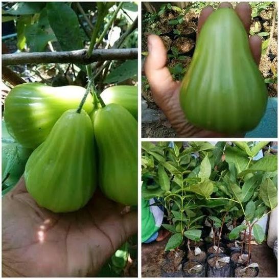 

Terlaris Bibit Jambu Air Green Giant Raksasa Siap Berbuah Lebat Tinggi 40 Cm