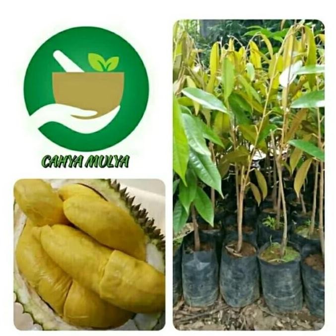 

Terlaris Bibit Pohon Durian Musangking Kaki 1 Kualitas Terbaik