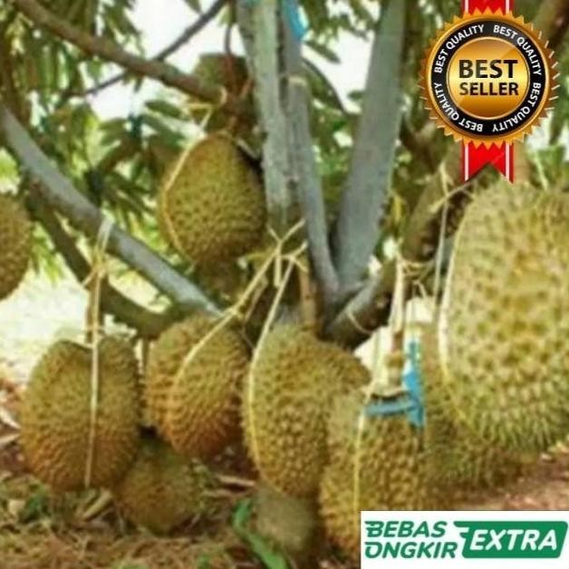 

Terlaris Bibit Durian Musang King Hasil Okulasi Unggul Cepat Berbuah