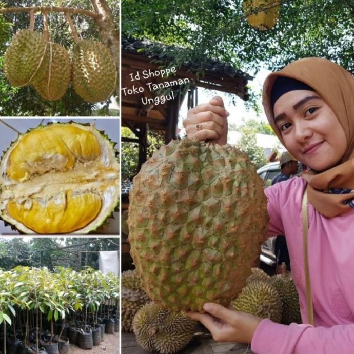 

Terlaris Terlaris Bibit Durian Bawor Super Jumbo Ready Stock