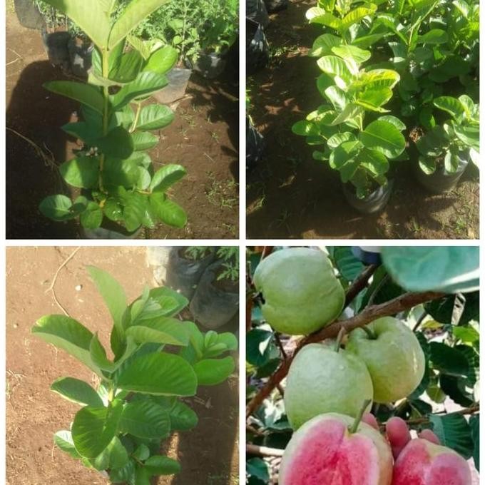 

Terlaris Bibit Pohon Jambu Kristal Merah / Sukun / Jambu Red Diamond Tanpa Biji
