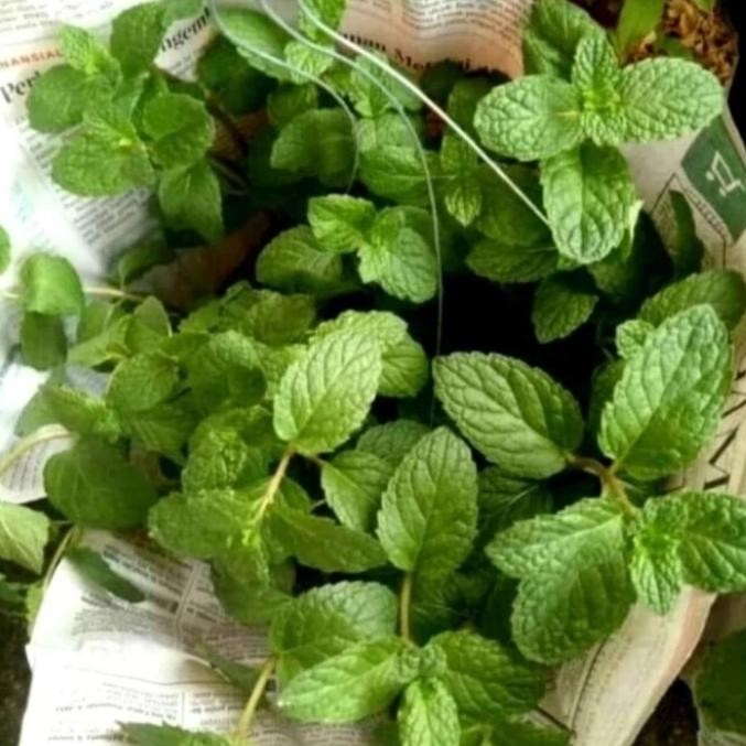 

Terlaris Bibit Tanaman Daun Mint Wangi / Daun Mint Gantung / Daun Mint Asli