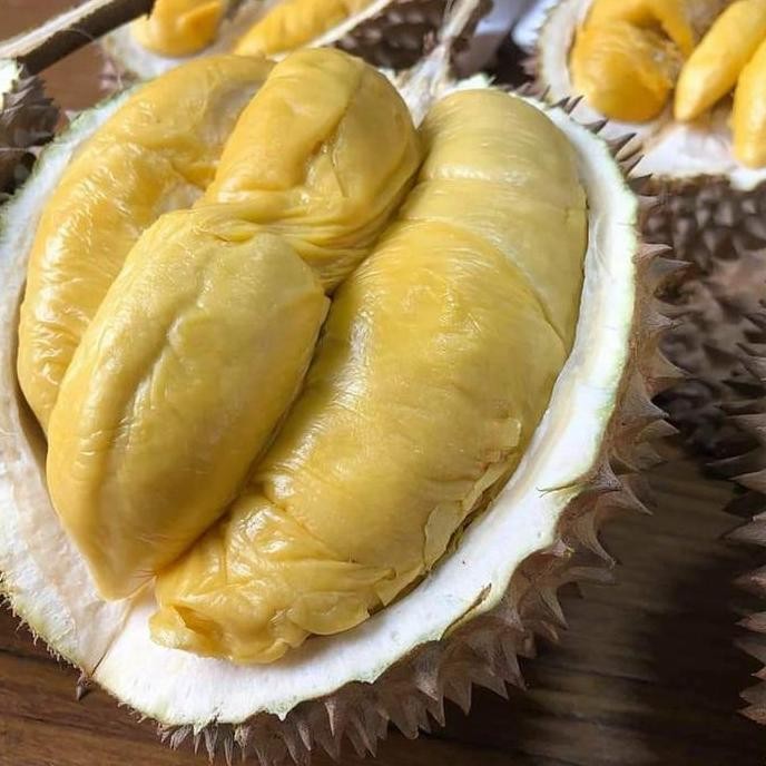 

Terlaris Bibit Buah Durian Monthong - Tinggi 60Cm