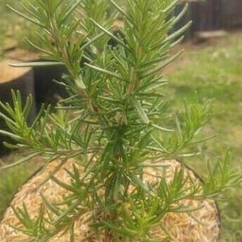 

Terlaris Bibit Tanaman Rosemary