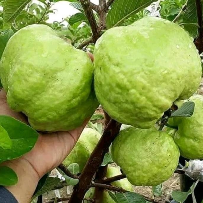 

Terlaris Bibit Jambu Kristal Jumbo Non Biji Dekorasi Tanaman Hias