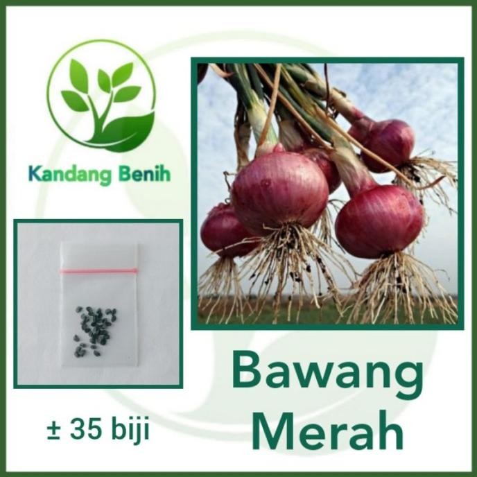 

Terlaris 35 Biji - Benih Bawang Merah Lokananta - Bibit Tanaman Sayur