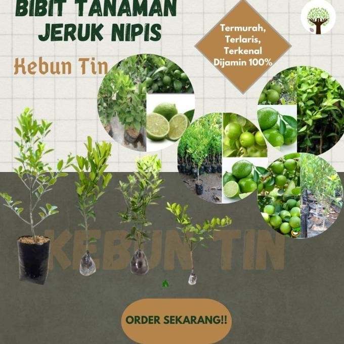 

Terlaris Bibit Tanaman Pohon Jeruk Nipis Hasil Okulasi Jaminan Asli