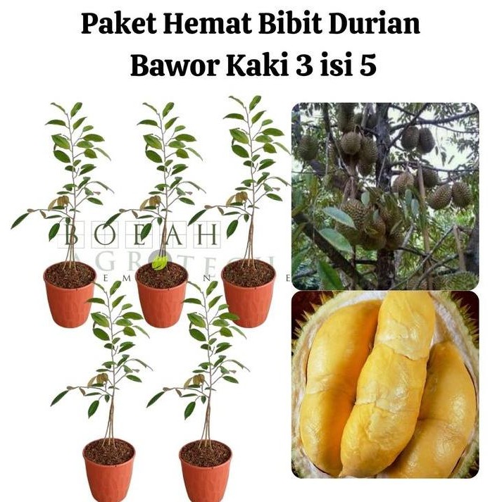 

Terlaris Paket Hemat Bibit Durian Bawor Kaki 3 Isi 3 Bonus Bibit Strawberry