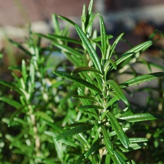 

Terlaris Bibit Rosemary/Rosmary