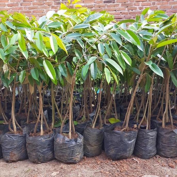 

Terlaris Buah Durian Musang King Kaki Tiga Bibit Okulasi