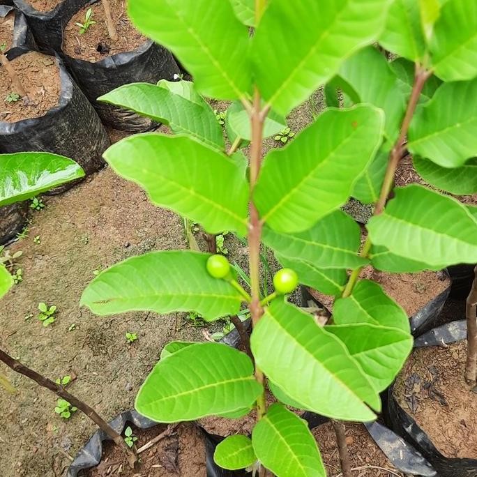 

Terlaris Jambu Kristal Biji Tunas Bibit Murah