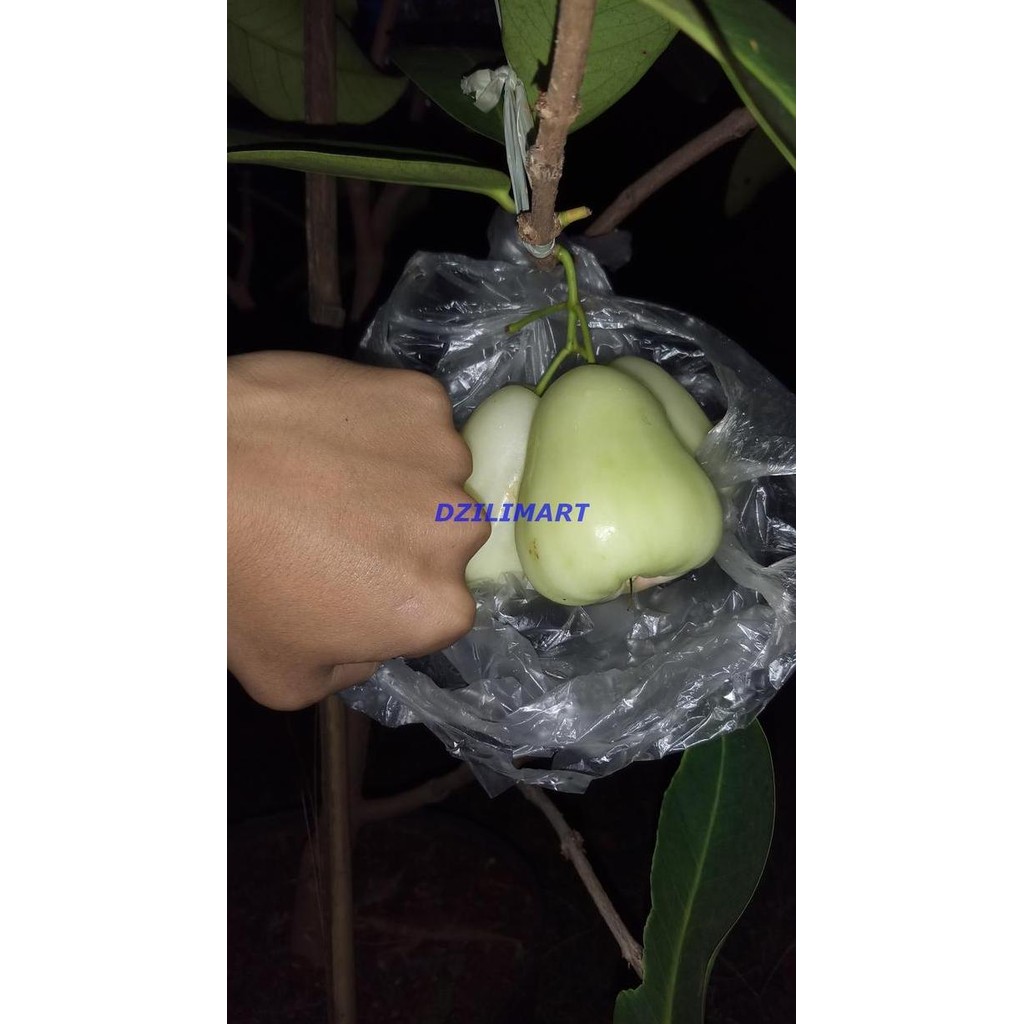 Terlaris Bibit Jambu Air Madu Deli - Jambu Madu Susu - Jambu Air Putih Okulasi