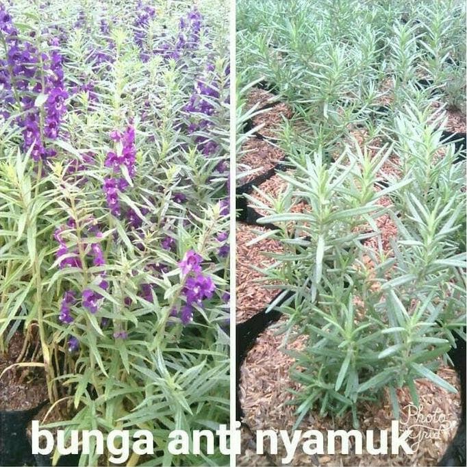

Terlaris Bibit Lavender Dan Rosemary