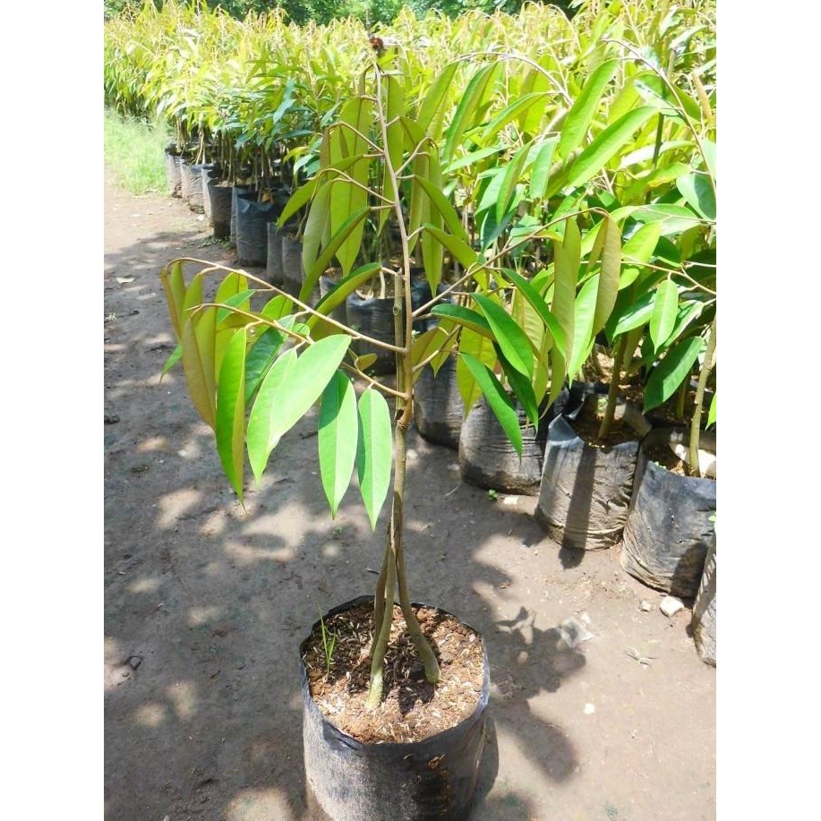 

Terlaris Bibit Buah Durian Musangking Kaki 3 / Musang King Kaki 3 Unggul