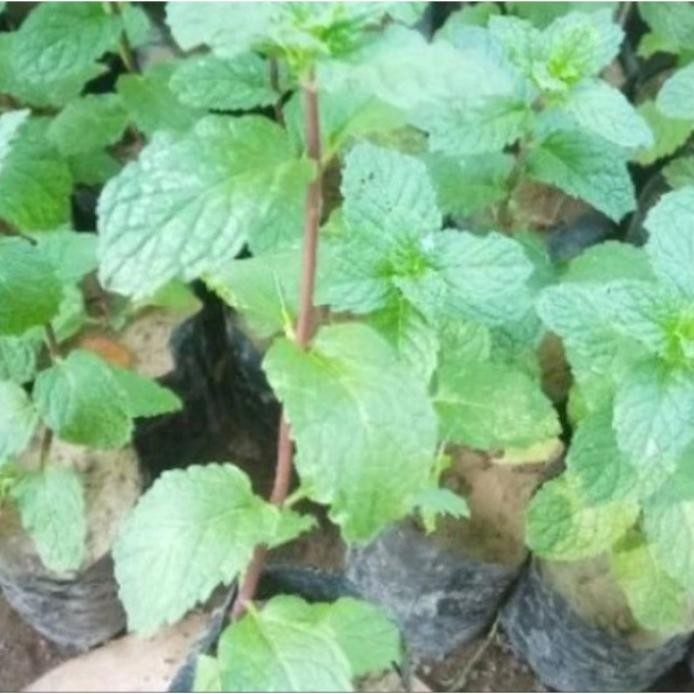 

Terlaris Bibit Daun Mint Kriting ( Beli 5 Gratis 1)