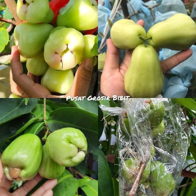 

Terlaris Bibit Jambu Air Madu Deli Hijau Mdh Super Genjah