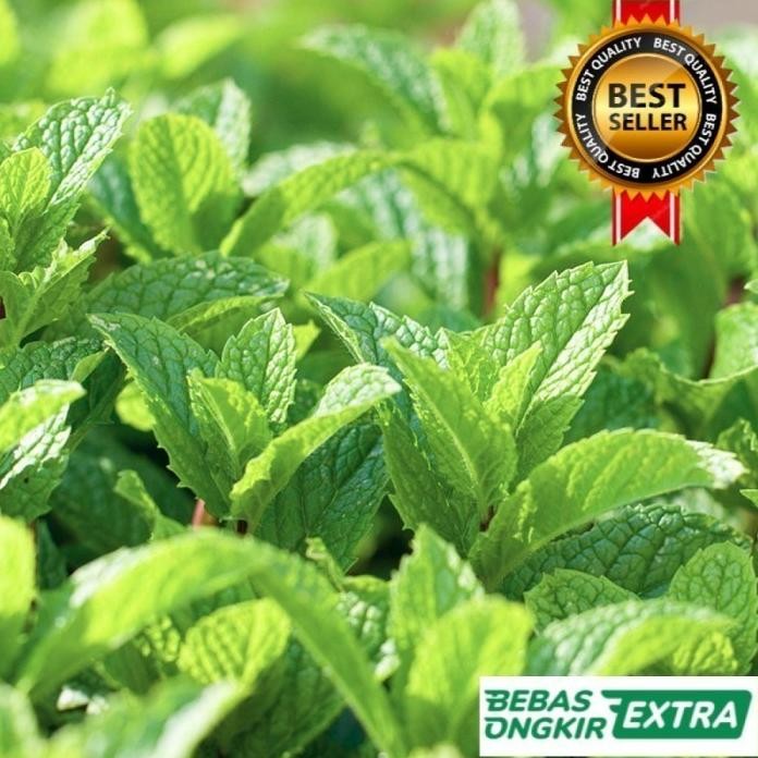 

Terlaris Bibit Daun Mint Papermint Unngul 100% Valid