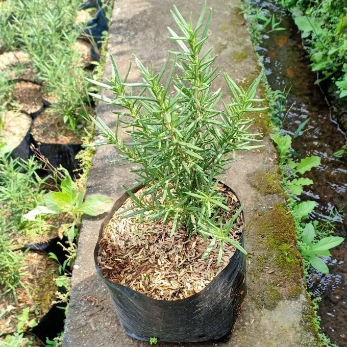 

Terlaris Bibit Tanaman Rosemary Mmz