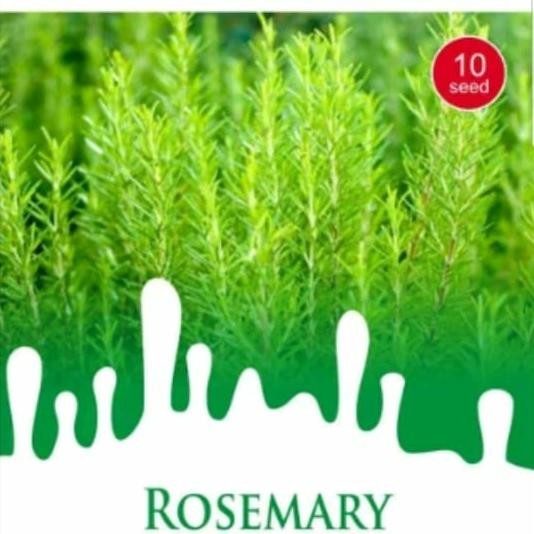 

Terlaris 1 Pack Bibit Benih Tanaman Herbs Rosemary Maica Leaf 10 Seeds Eeee