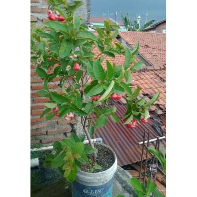 

Terlaris Obrall Bibit Tanaman Pohon Buah Jambu Air Kancing / Bibit / Bukan Biji