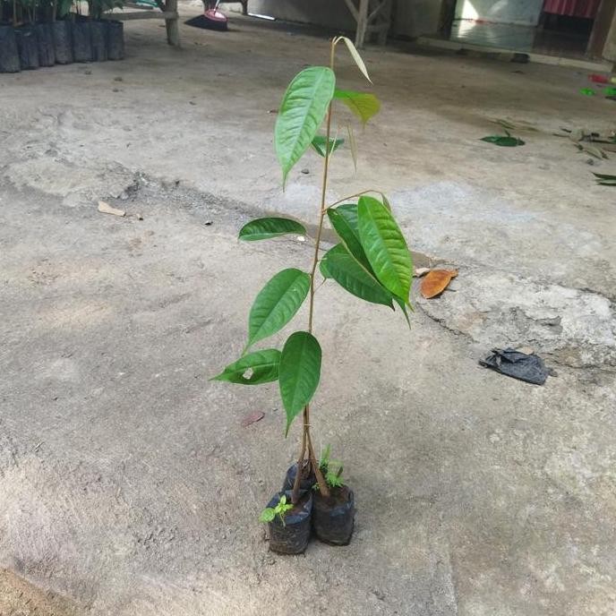 

Terlaris Bibit Durian Montong Kaki 3Sedling Unggul