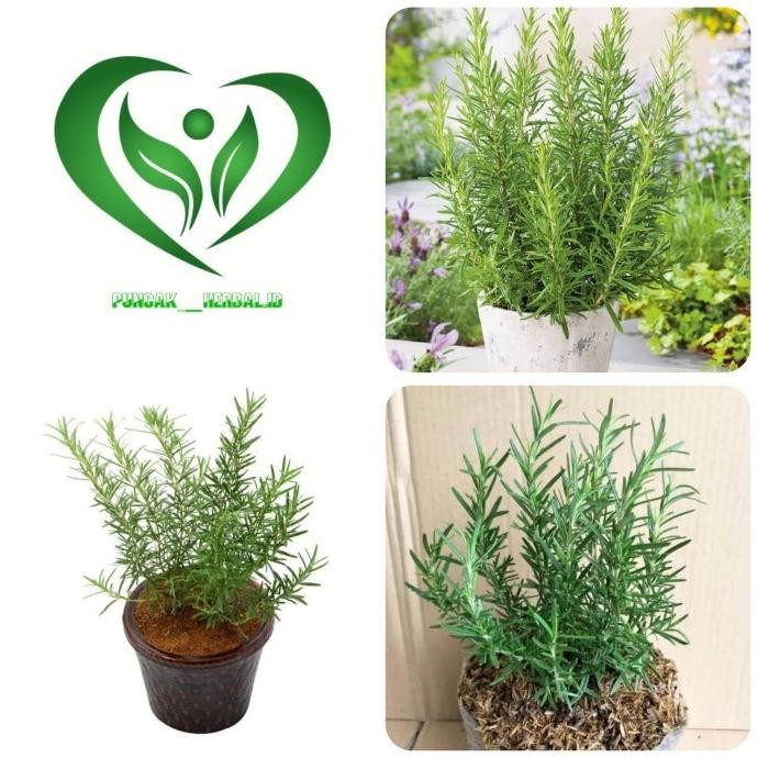 Terlaris Bibit Tanaman Rosemary Pohon Rosemary Eeee